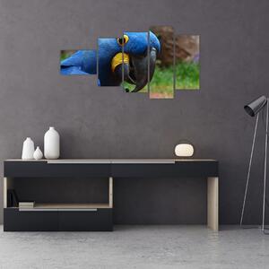 Obraz - papagáj (Obraz 110x60cm)