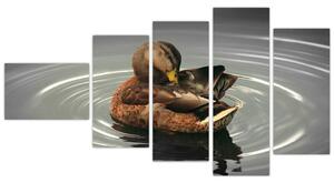 Obraz - kačice vo vode (Obraz 110x60cm)
