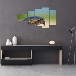 Obraz korytnačky - moderné obrazy (Obraz 110x60cm)