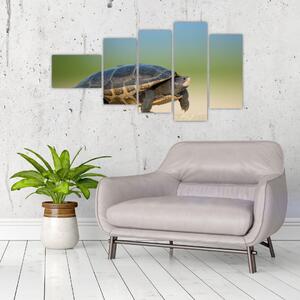 Obraz korytnačky - moderné obrazy (Obraz 110x60cm)