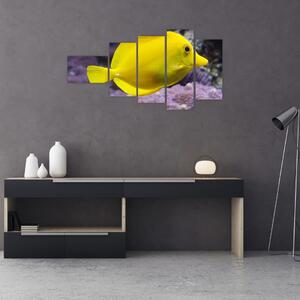 Obraz - žlté ryby (Obraz 110x60cm)