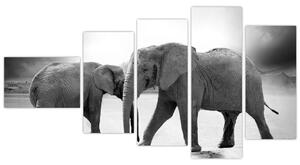 Obraz - slony (Obraz 110x60cm)
