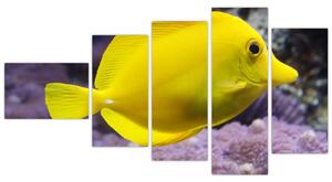 Obraz - žlté ryby (Obraz 110x60cm)