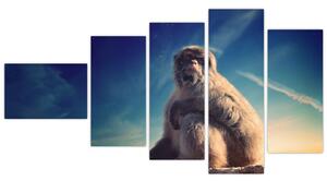 Obraz opice - obrazy zvierat (Obraz 110x60cm)