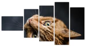Moderný obraz - mačky (Obraz 110x60cm)
