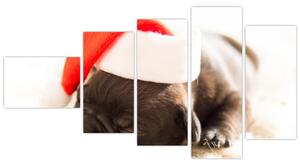 Obraz psa s čiapkou (Obraz 110x60cm)