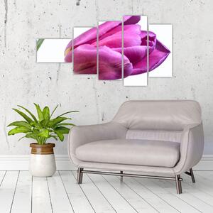 Obraz ružového tulipánu (Obraz 110x60cm)