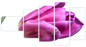 Obraz ružového tulipánu (Obraz 110x60cm)