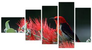 Obraz vtákov - červená (Obraz 110x60cm)