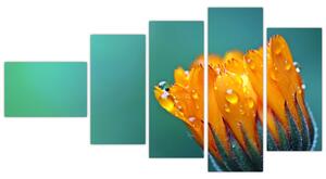 Obraz oranžového kvetu (Obraz 110x60cm)