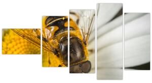 Obraz - detail včely (Obraz 110x60cm)