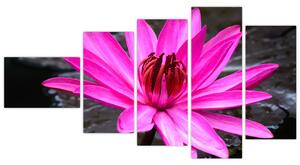 Obraz s detailom kvetu (Obraz 110x60cm)