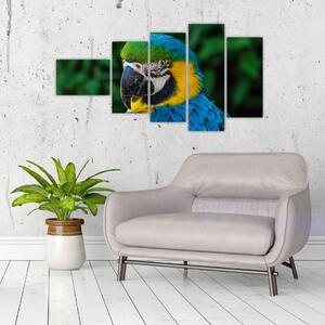 Obraz papagája (Obraz 110x60cm)