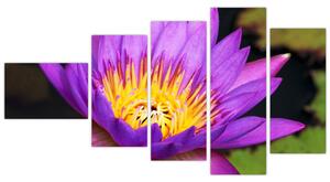 Obraz kvety (Obraz 110x60cm)