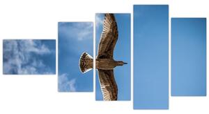 Obraz letiaceho vtáka (Obraz 110x60cm)
