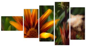 Obraz detailu kvety (Obraz 110x60cm)