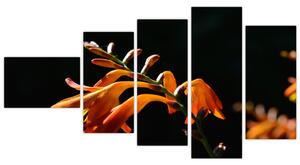 Obraz detailu kvety (Obraz 110x60cm)