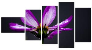 Obraz - kvety (Obraz 110x60cm)