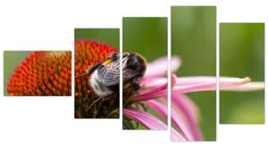 Obraz včely na kvete (Obraz 110x60cm)