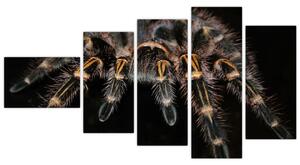 Obraz - Tarantula (Obraz 110x60cm)