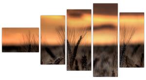 Detail pšenica, obraz (Obraz 110x60cm)