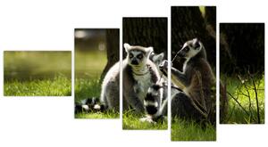 Obraz lemurov (Obraz 110x60cm)