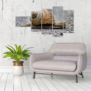 Ulita slimáka, obraz na stenu (Obraz 110x60cm)