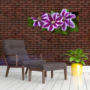 Súkvetia rastliny, obraz do bytu (Obraz 110x60cm)