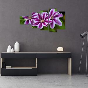 Súkvetia rastliny, obraz do bytu (Obraz 110x60cm)