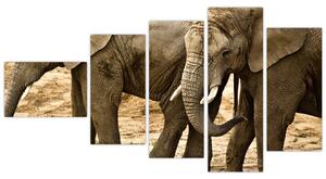 Slon, obraz (Obraz 110x60cm)