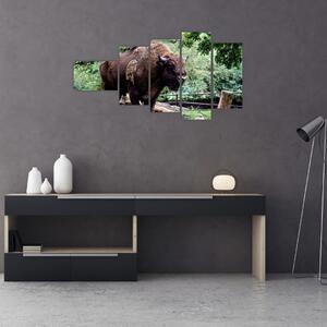 Obraz s americkým bizónom (Obraz 110x60cm)