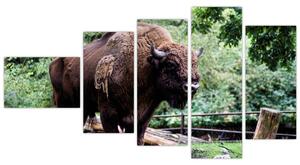 Obraz s americkým bizónom (Obraz 110x60cm)