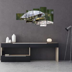 Obraz suchozemské korytnačky (Obraz 110x60cm)