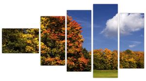 Jesenné stromy - obraz do bytu (Obraz 110x60cm)