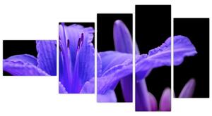 Obrazy kvetiny (Obraz 110x60cm)