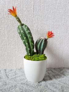 Kvitnúci kaktus 25cm