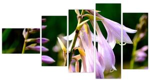 Kvety - obraz (Obraz 110x60cm)
