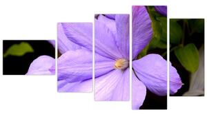 Obraz kvetu (Obraz 110x60cm)