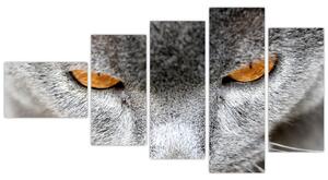 Mačka - obraz (Obraz 110x60cm)
