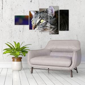 Mačka - obraz (Obraz 110x60cm)