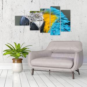 Papagáj - obraz (Obraz 110x60cm)