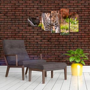 Mláďa leoparda - obraz do bytu (Obraz 110x60cm)