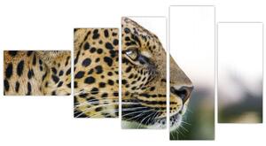 Leopard - obraz (Obraz 110x60cm)