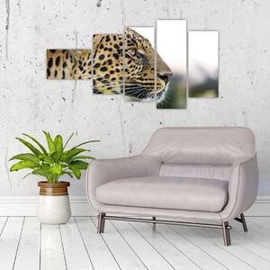 Leopard - obraz (Obraz 110x60cm)