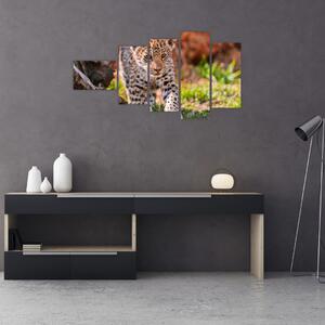 Mláďa leoparda - obraz do bytu (Obraz 110x60cm)
