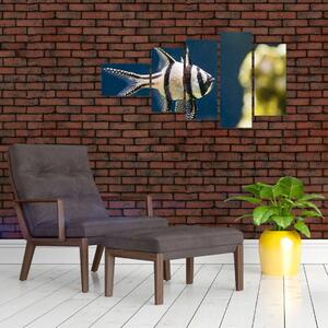 Ryba - obraz (Obraz 110x60cm)