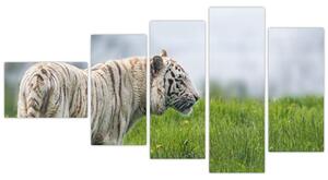 Tiger - obraz (Obraz 110x60cm)