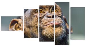Opica - obrazy (Obraz 110x60cm)