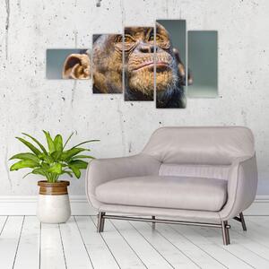 Opica - obrazy (Obraz 110x60cm)
