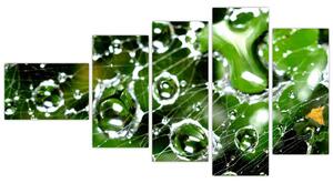 Kvapky vody - obrazy (Obraz 110x60cm)